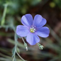 Close-up of purple flowering plant