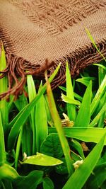 Close-up of snake on plant