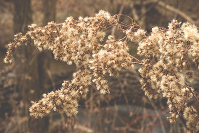 Close-up of wilted flowering plant on field