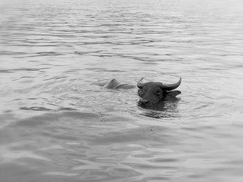 Buffalo swimming in a water