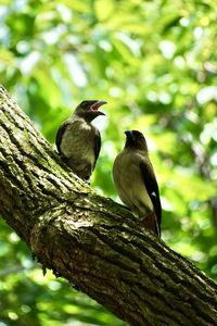 Low angle view of birds perching on tree