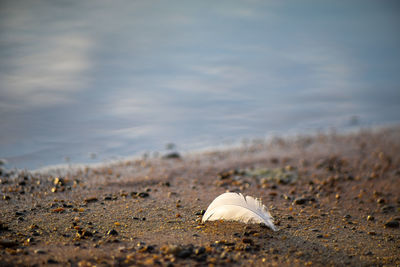 Surface level of feather on sandy beach against sky