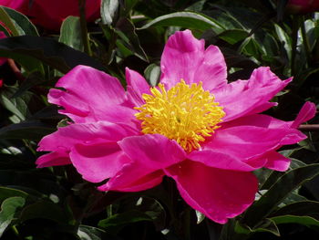 Close-up of pink flower