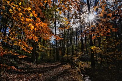 Sun beaming through trees in forest during autumn