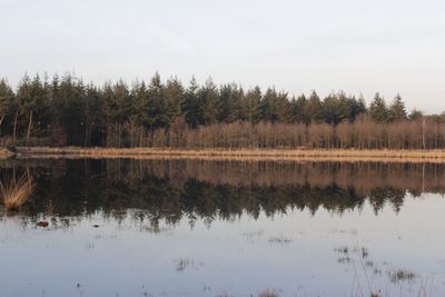 Reflection of trees in lake against sky