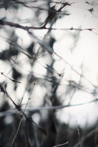 Low angle view of bare tree branches