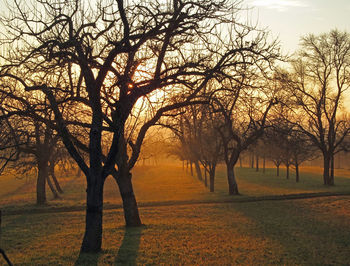 Bare trees on field against sky during autumn