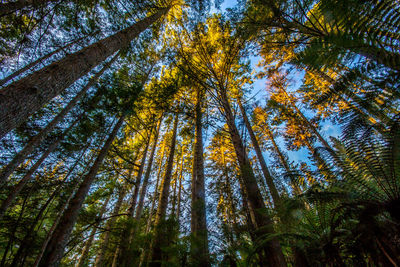 Low angle view of trees in forest