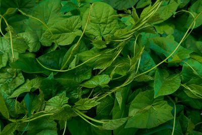 Full frame shot of green leaves