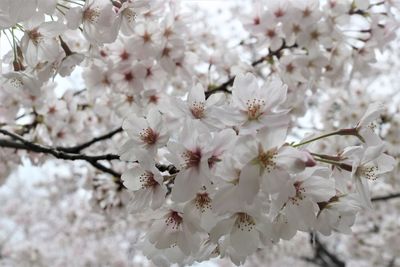 Close-up full frame of white cherry blossom