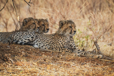 Three cheetah cubs resting under a bush tree in samburu national reserve, north kenya