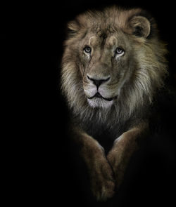 Portrait of lion against black background