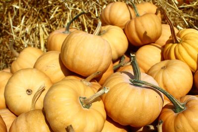 Many muscat pumpkins on straw