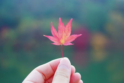 Cropped image of hand holding multi colored flower