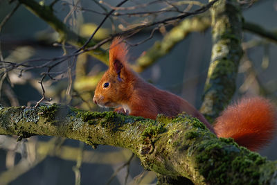 Close-up of squirrel on tree