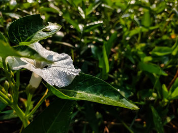 Close-up of green leaves on field