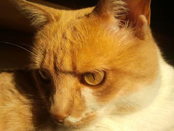 Close-up portrait of a cat