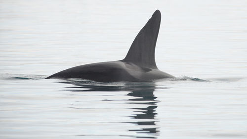 Killer whale swimming in sea