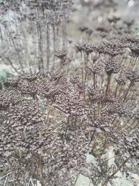 Close-up of plants growing in forest