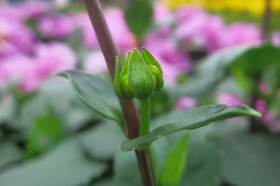 Close-up of flower buds growing outdoors