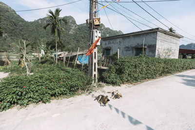 Stray dogs sleeping on dirt road by field