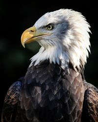 Close-up of eagle