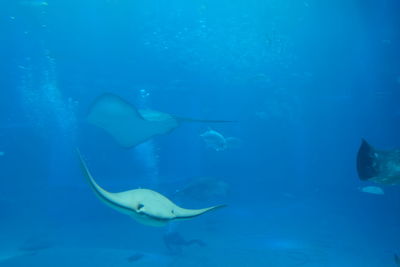 Fish swimming in aquarium