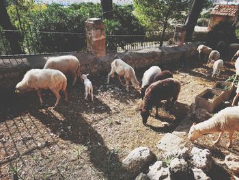 Flock of sheep in a field