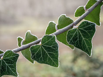 Close-up of green leaves on plant