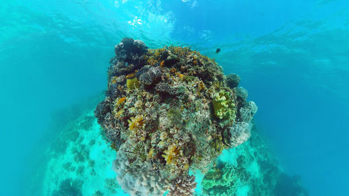 High angle view of coral underwater