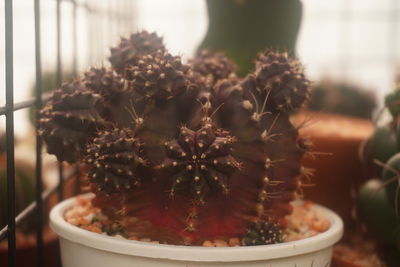 Close-up of succulent plant in pot