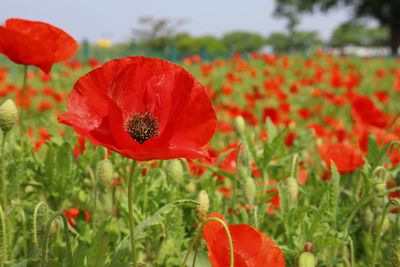 Close-up of red poppy flowers on field