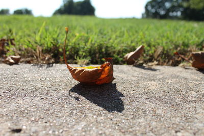 Surface level of dry leaves