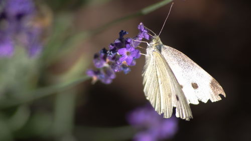 Close-up of butterfly pollinating on purple flower