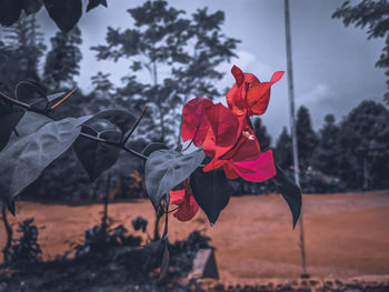 Close-up of red leaves against sky