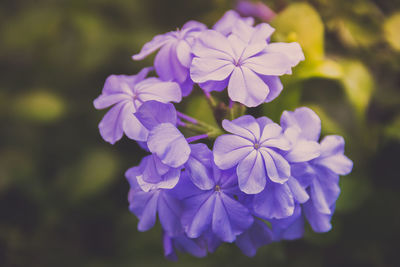 Close-up of purple flowering plant