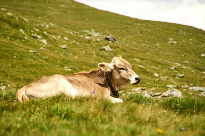 Sheep in a field