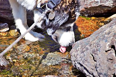 Dog drinking water from rock