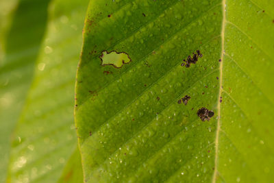 Close-up of insect on leaf