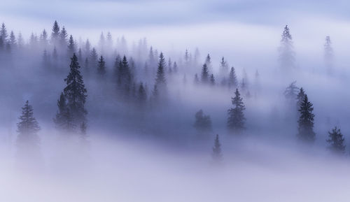 Panoramic shot of trees on snow covered land against sky