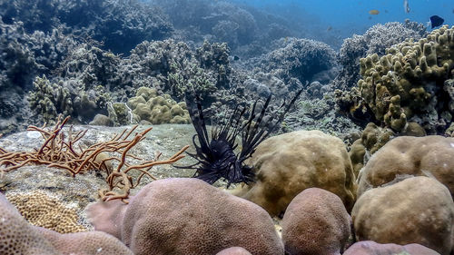 View of coral and sea