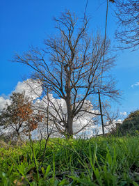 Bare tree on field against sky