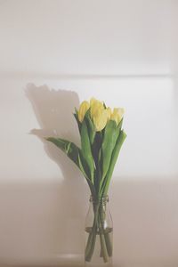 Close-up of yellow tulips in vase against wall