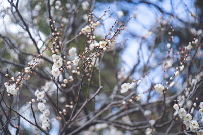 Photo of beautiful plum blossoms plum grove, a tourist attraction in fukuoka prefecture