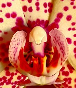 Close-up of pink rose