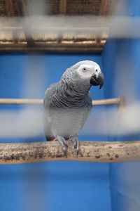Close-up of parrot perching on metal railing