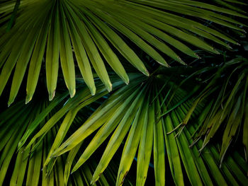 Full frame shot of palm leaves