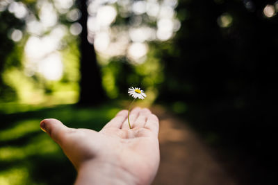 Cropped hand holding white flower against trees