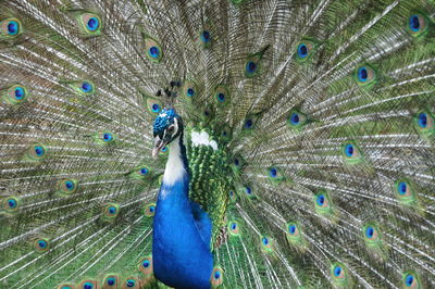 peacock