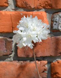 Close-up of white flowers